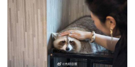 韓國擬關閉野生動物咖啡館